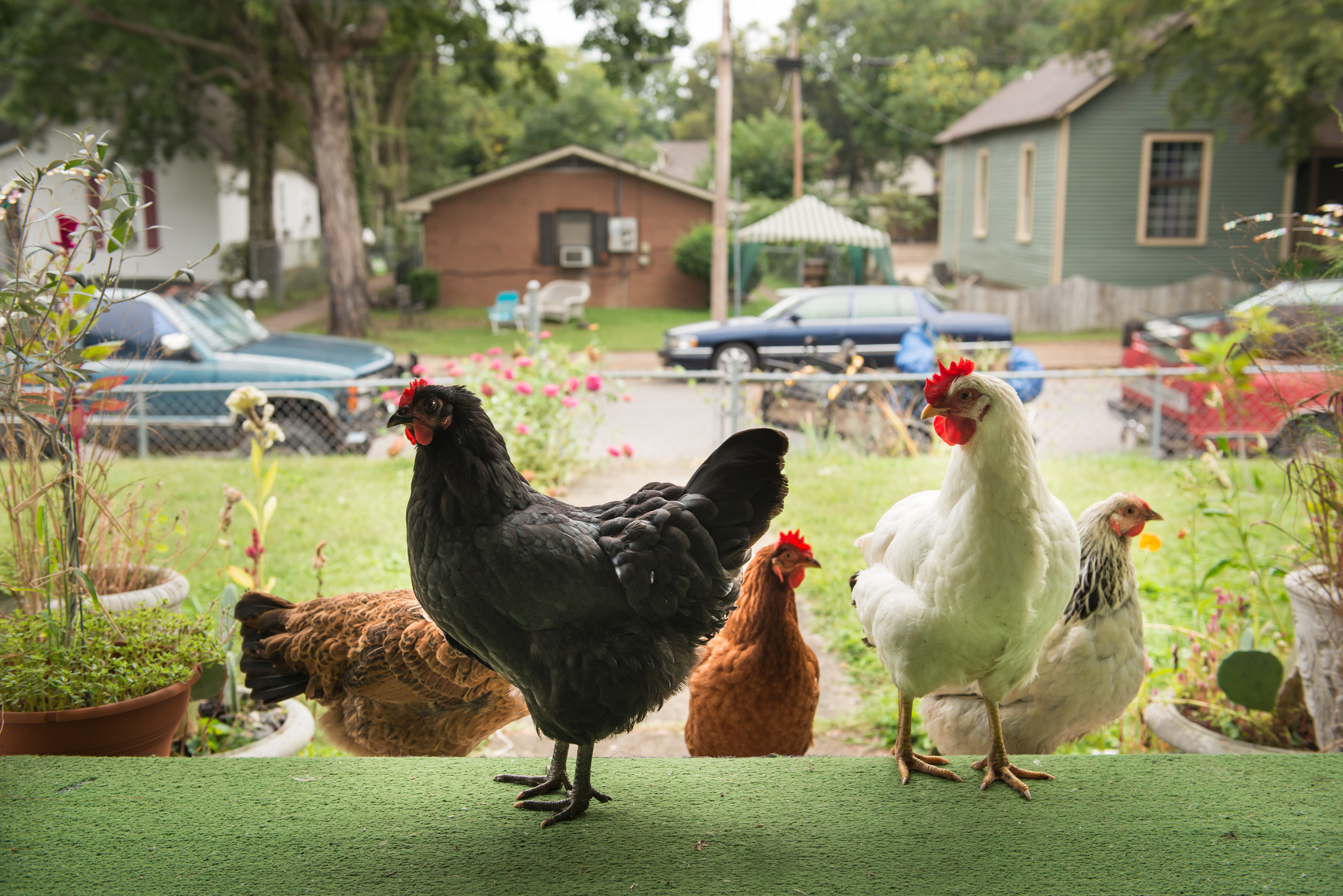 Chickens on an urban organic Farm, chickens, on a front porch, rustic, humor, Nashville documentary photographer and photojournalist, Kristina Krug