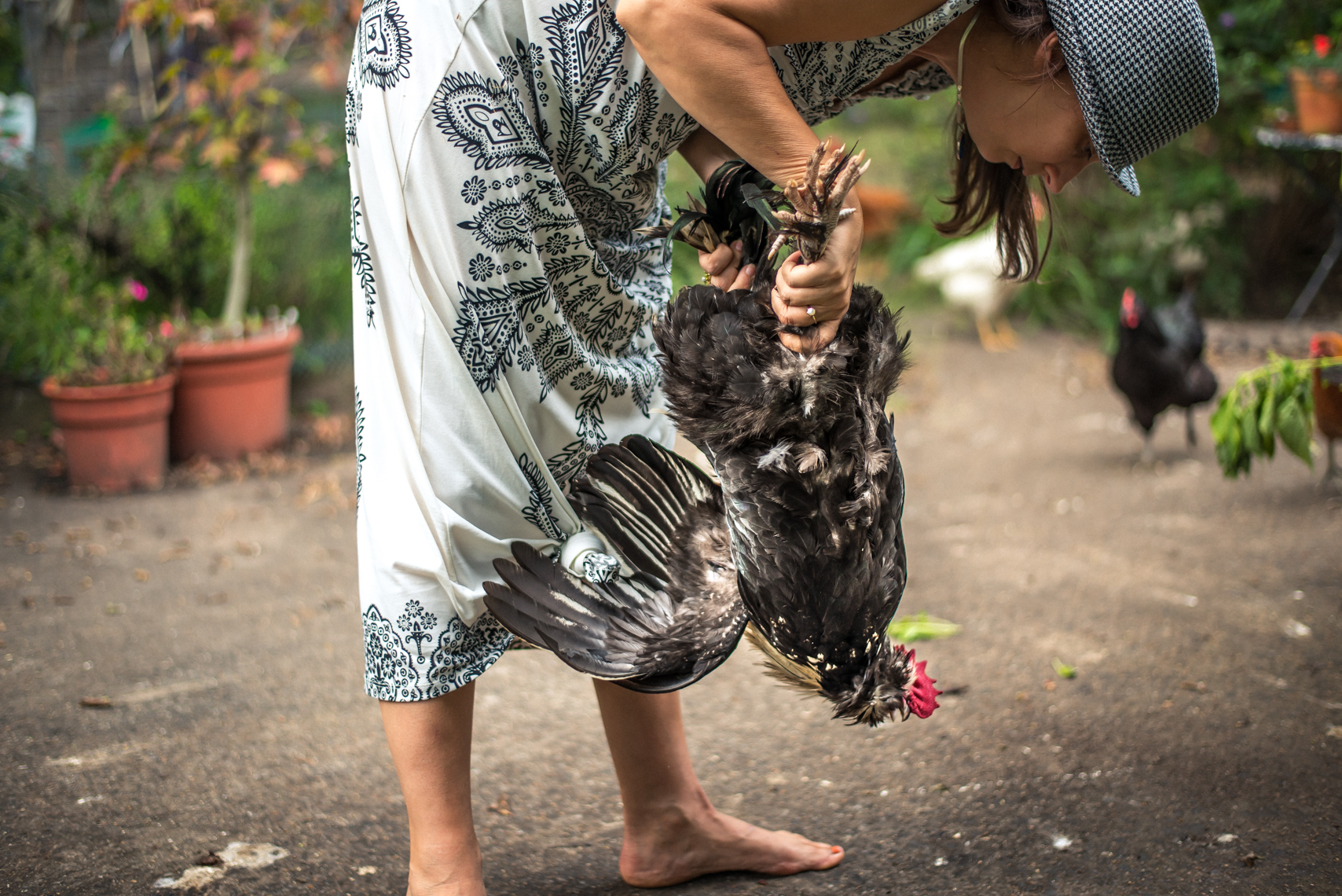 Chicken and urban organic farm in Nashville, Tennessee