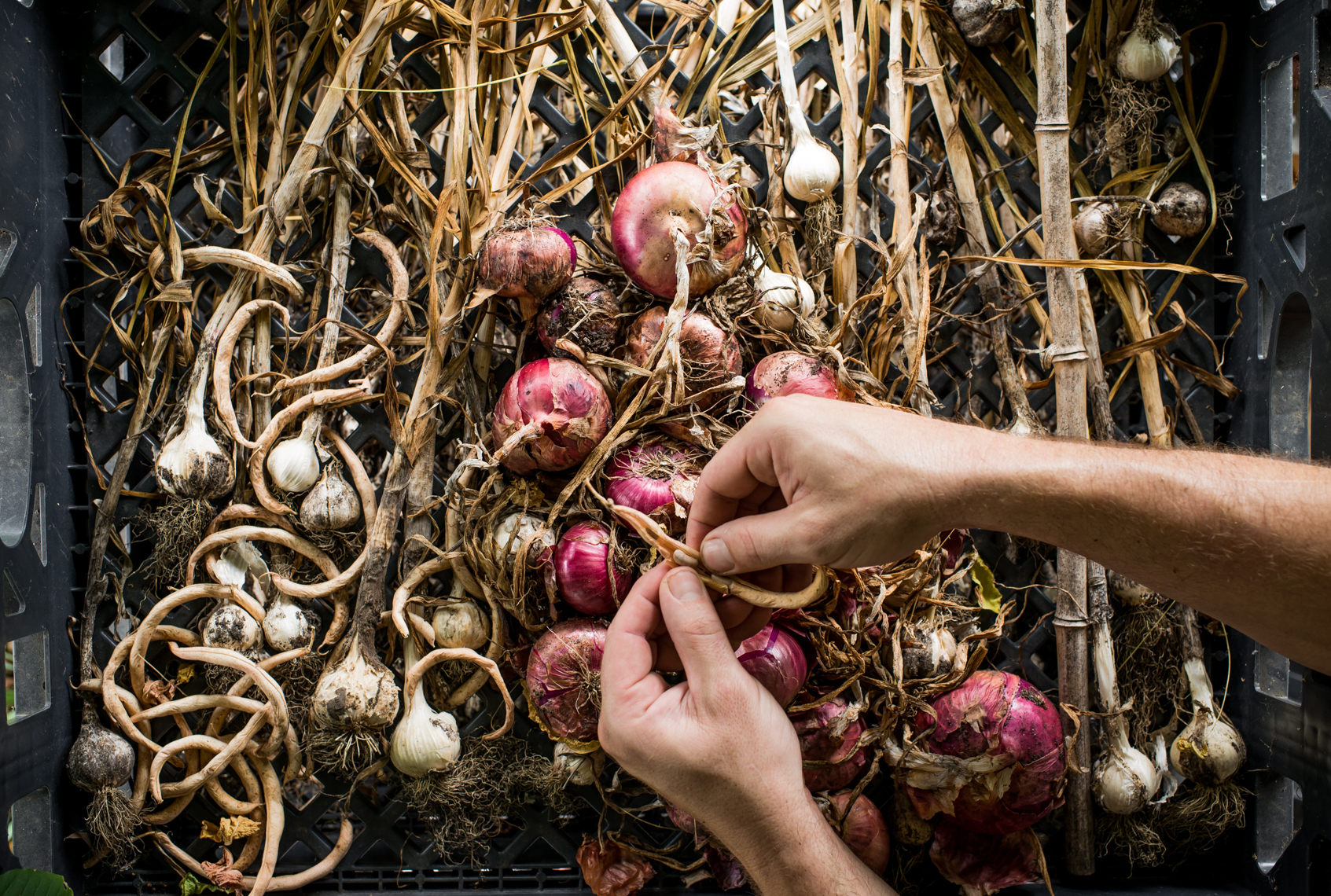 Onions, Garlic, Urban Organic Farm, Nashville, Tennessee, Food Photographer, Nashville food stylist , hands, lifestyle photographer, food photo, ingredients, gardening, grower, growing, farming