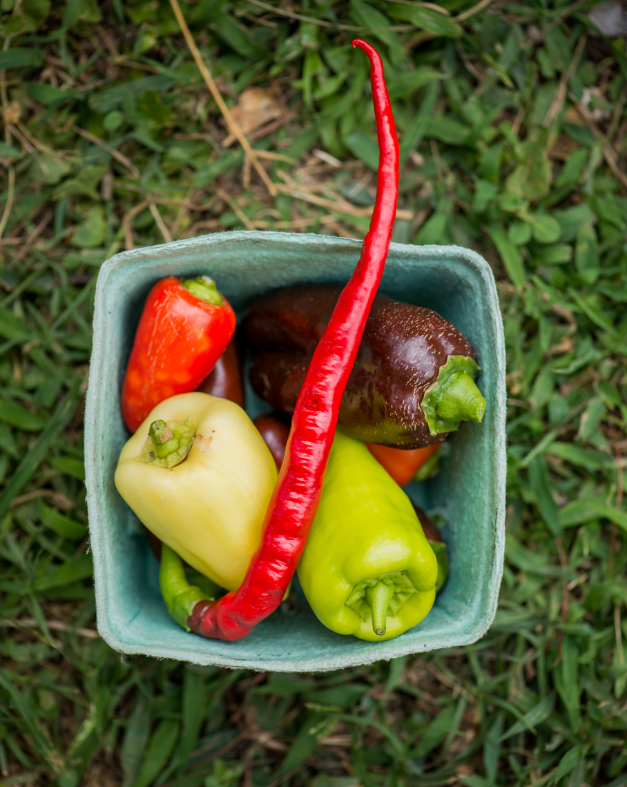 Tomatoes, Peppers, Urban Organic Farm, Nashville Tennessee, food photographer