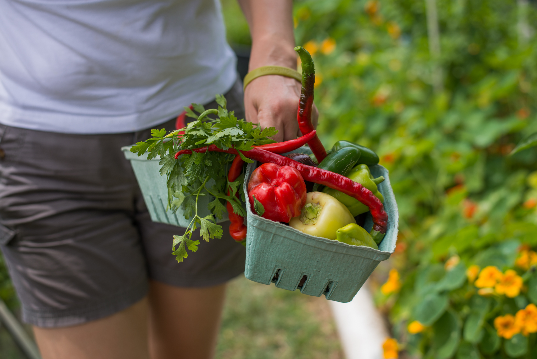 Tomatoes, Peppers, Urban Organic Farm, Nashville food lifestyle photographer, farming